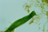 Euglena gigas