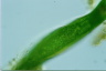 Euglena gigas