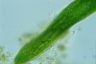 Euglena gigas