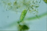 Euglena schmitzii