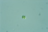 Oocystis marssonii