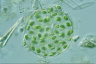 Gloeocystis