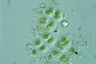 Gloeocystis