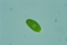 Oocystis