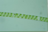 Spirogyra