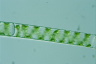 Spirogyra