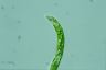 Euglena deses