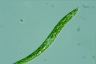 Euglena deses