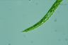 Euglena deses