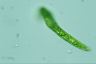 Euglena deses