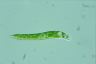 Euglena deses