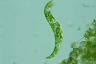 Euglena deses