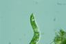 Euglena deses