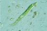 Euglena deses