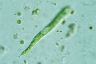 Euglena deses