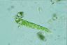 Euglena deses