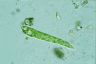 Euglena deses