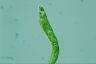 Euglena deses