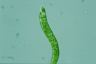 Euglena deses