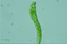 Euglena deses