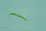 Euglena deses