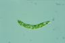 Euglena deses