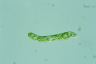 Euglena deses