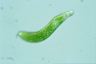 Euglena mutabilis