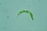 Euglena mutabilis