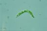 Euglena mutabilis