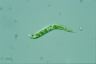 Euglena mutabilis