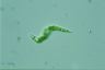 Euglena mutabilis