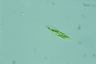 Euglena tripteris