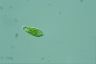 Euglena viridis