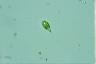 Euglena viridis