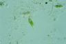 Euglena viridis