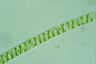 Spirogyra