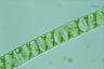 Spirogyra