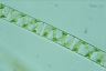 Spirogyra