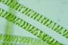 Spirogyra