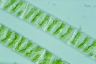 Spirogyra