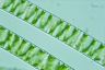 Spirogyra