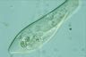 Paramecium caudatum