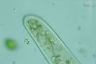 Paramecium caudatum