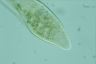 Paramecium caudatum