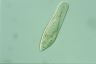 Paramecium caudatum