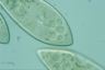 Paramecium caudatum