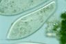 Paramecium caudatum