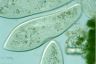 Paramecium caudatum