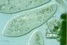 Paramecium caudatum